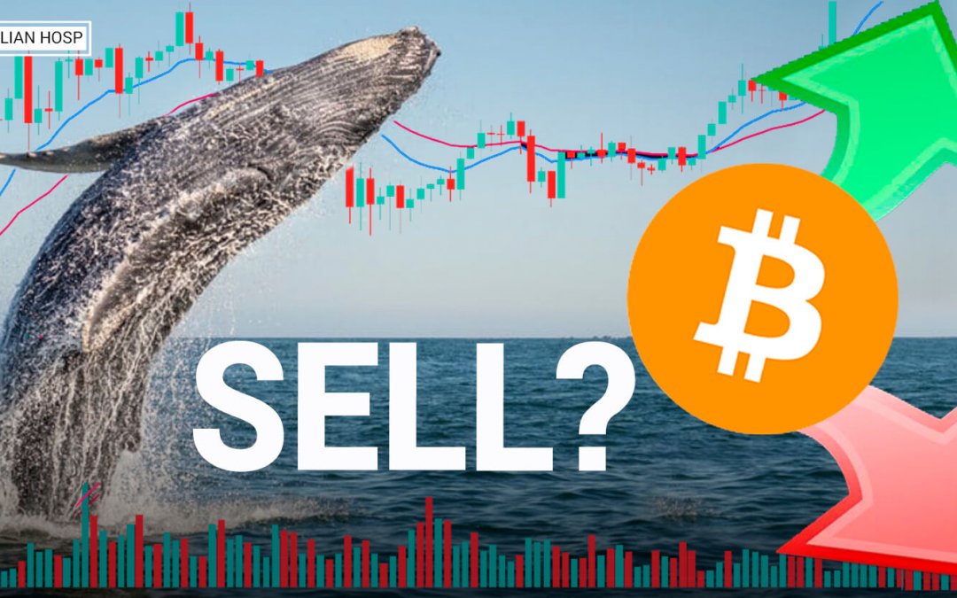 CRASH!! ARE WHALES SELLING THEIR BITCOINS NOW????
